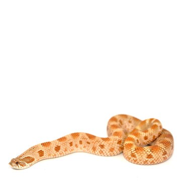 Anaconda Western Hognose Snake